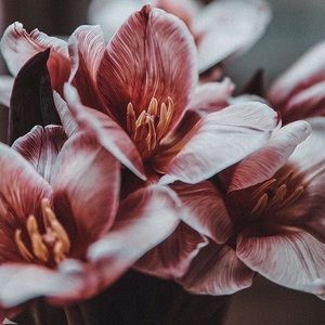 Meet your Posher, Aafreen